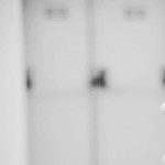 Illustration du profil de lafringante